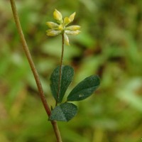 Trifolium dubium Sibth.